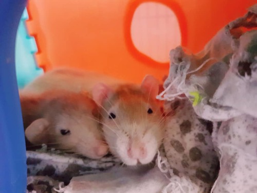 Meet Lulu and Harvey. Two lone rats, who found love and company with each other. Lulu had recently l