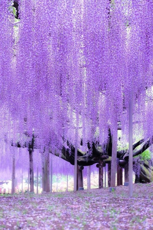 wonderlartcafe:Wisteria in bloom - Japan. From tokyocameraclub.com