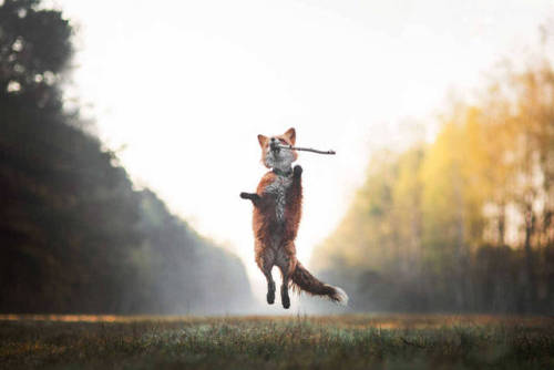 atraversso:   Autumn…the year’s last, loveliest smile  Credit: by Iza Łysoń 500px & Instagram