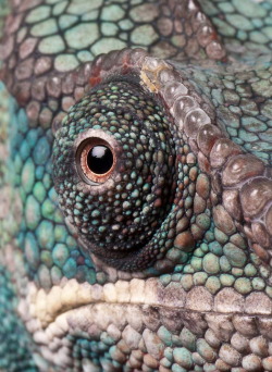 nature-madness:  Panther Chameleon | Timus