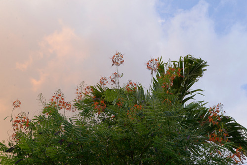 Peacock Flower in Evening Sky / 夕陽のホウオウボク >  HIGARI BLUE Online Shop