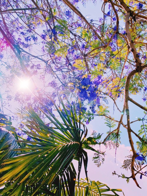 jacaranda + sunshine ∞ 