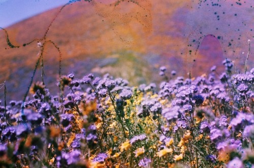 untidysouls: I’ve spent the last two months living and working in a Superbloom and it has been magical.  Southern California | 35mm soaked in laundry detergent Keep reading 