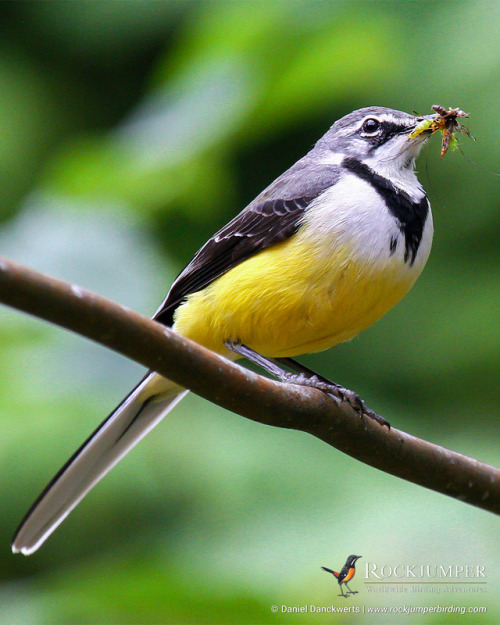 Photo of the Day – The Madagascan Wagtail (Motacilla flaviventris) is a Madagascan endemic found thr