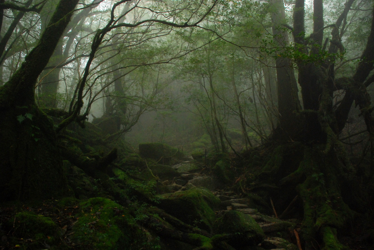 positive-everything:  19.11.2015 Yakushima This morning I woke up early to catch