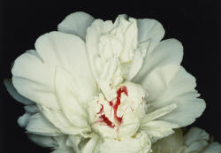 jinxproof:Feast of Angels, 1992ph. Nobuyoshi Araki