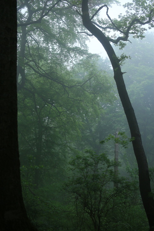 A foggy day at the local forest by 90377Instagram | Etsy Shop