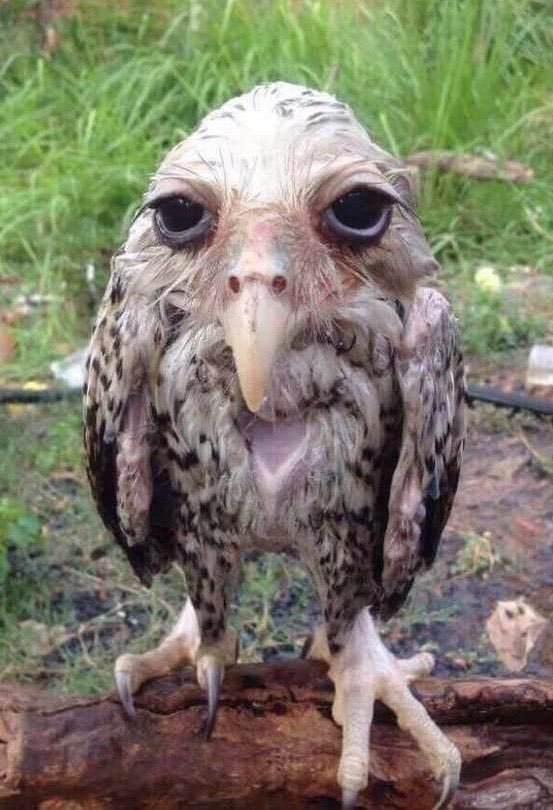 biglawbear:assmart:assmart:please tell me you ppl have seen wet owls.look at these