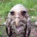 biglawbear:assmart:assmart:please tell me you ppl have seen wet owls.look at these