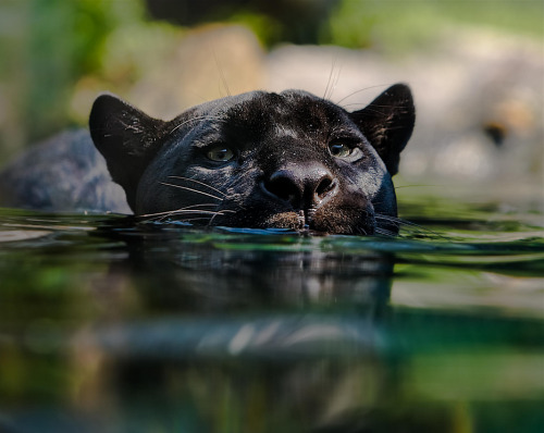 earthcats:Salsa Fishing by Charlie Burlingame