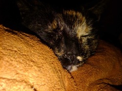 unflatteringcatselfies:  This is Matilda or Tilley for short. She never took an unflattering picture. She was the best and most beautiful girl. Gave the best head boops and always made me laugh. She was v.v. into snuggles and pets and purring. I rescued