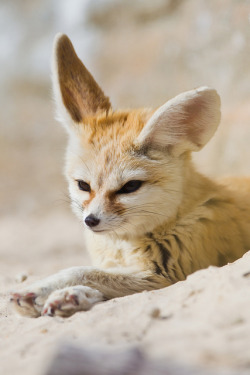 timefliestoday:  10bullets:  _W9H8715 Fennec fox by asbimages.co.uk on Flickr.  nature and vintage blog 