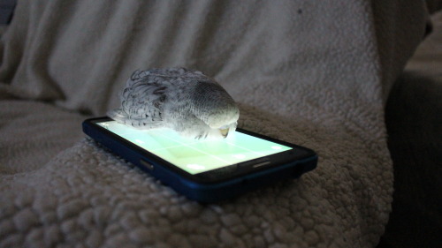 coelasquid: lilbudgies: Dylan, give me back my phone.  I did not know budgies could lofe.