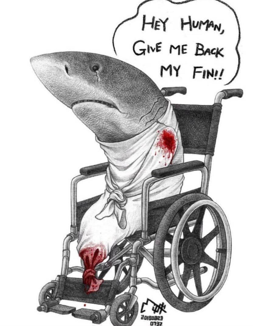 haladeliyim:  Stop Animal Cruelty!  (via Instagram - Artist Unknown) 