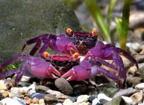 unicornempire:naamahdarling:end0skeletal:Geosesarma dennerle, or the purple vampire crab, is a speci