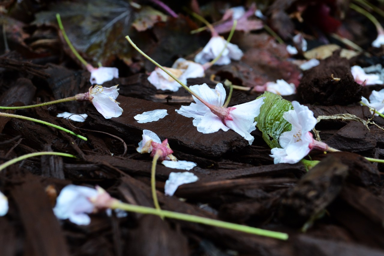Tumblr Photo
