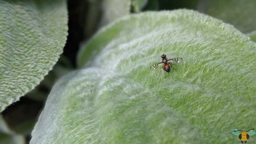 Signal Fly - Rivellia spp.The process continues to add more insect families to the blog, so today th