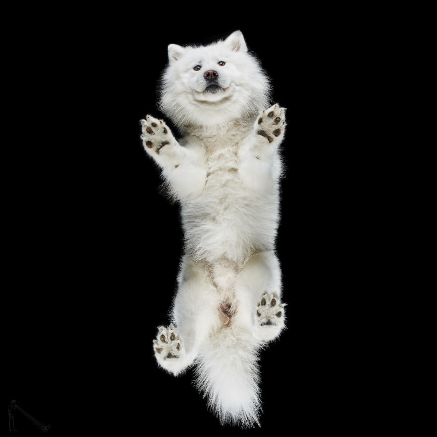 transvegetarian:  culturenlifestyle: Photographer Captures the Underbelly of Dogs