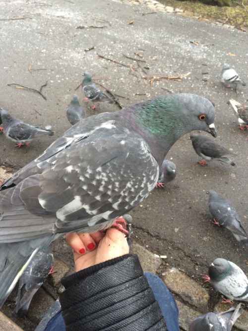 made some nice friends my ‘large’ bag of birdseed hardly lasted 10 minutes..