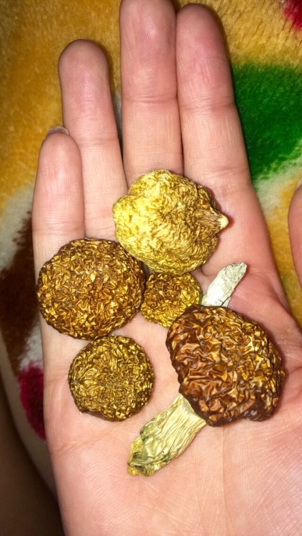 missmarijane:  psikedelic:  the most prettiest shrooms ever  ✨  WISH I couldf ine some of those pret