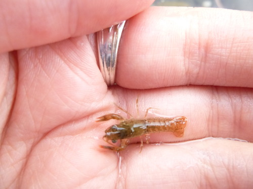 Look at this tiny little crayfish! It’s smaller than my thumbnail.In the last two pictures you can s