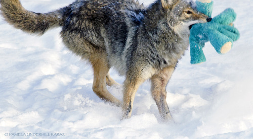 keepmeafloat: mothernaturenetwork:  Coyote finds old dog toy, acts like a puppyA photographer spotted a coyote as it trotted into her yard and explored a toy left in the snow. What she managed to capture on camera is the beauty of play.  This is the best