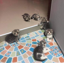 catasters: