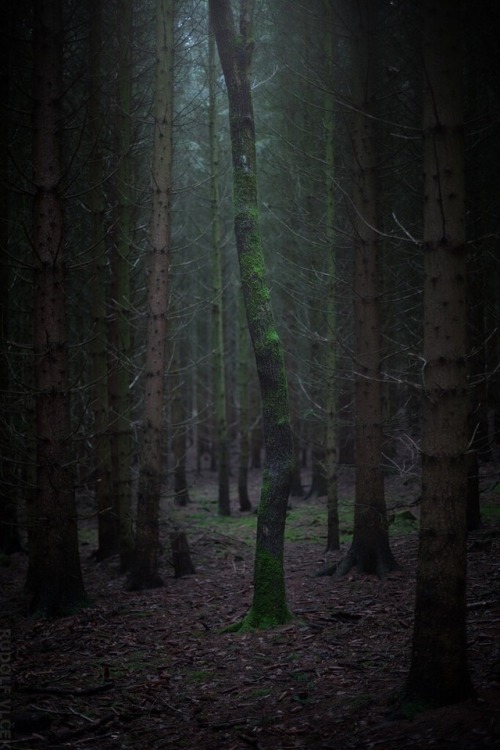 rudolfvlcek:Forest