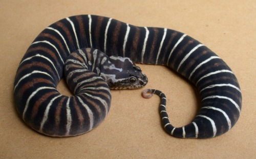 exotic-venom:Scaleless death adder (Acanthophis antarcticus)