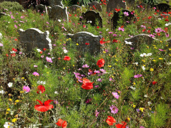casketbound:  Graveyard poppies, cosmos and