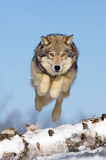 wolveswolves:  By Klein Hubert