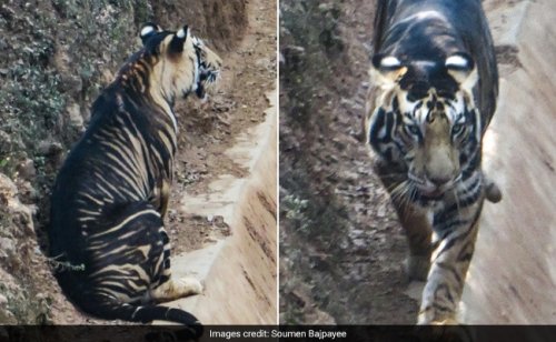 trailcamtiger:A pseudo-melanistic Bengal tiger sighted in the Indian state of Odisha. [ x ]