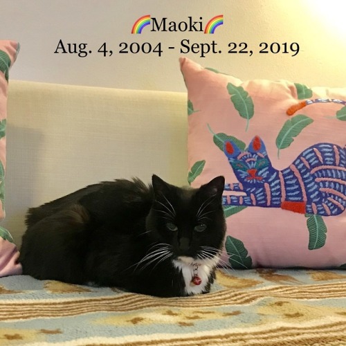 I am very sad to announce that Maoki has crossed the rainbow bridge. Maoki passed peacefully and was