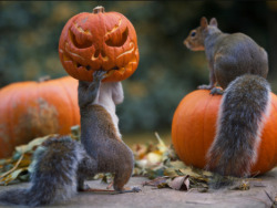 sixpenceee:  Photograph of a squirrel that