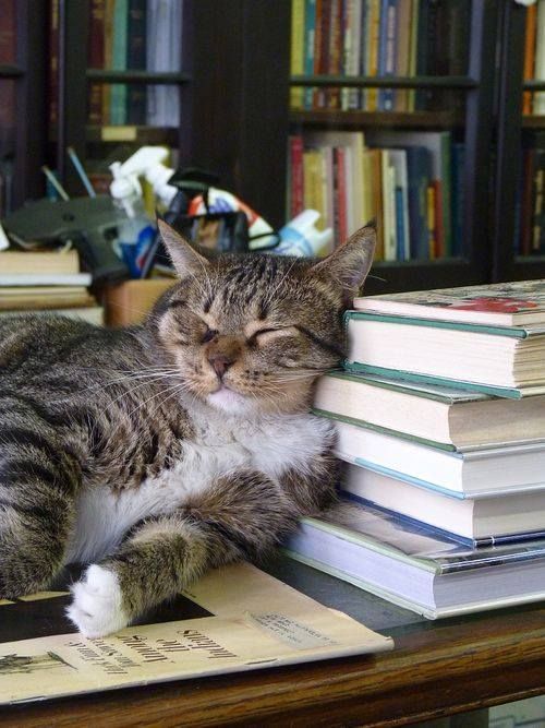 oubliette-maelstrom:What could be better - books and cats