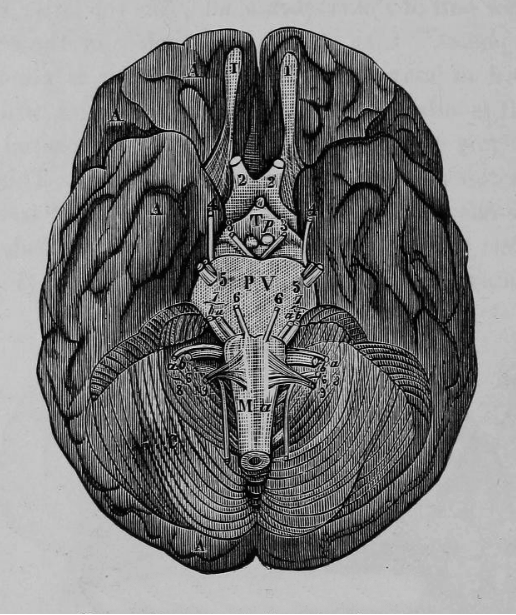 chaosophia218:  Joseph C. Hutchison - Anatomical Illustrations, “The Laws of Health”,