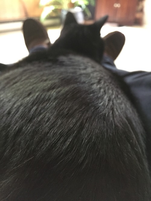 Lazy Sunday, snuggle season has officially begun. #PortableHeater #LapCat(submitted by @digitalkudzu