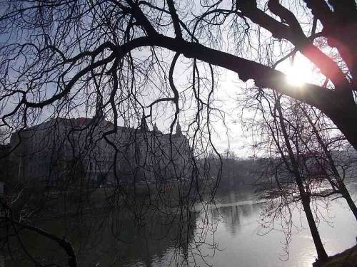 Wroclaw, Poland - trees near a pond.
