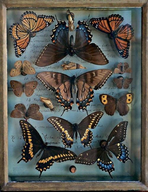 house-of-neptune: A selection from the butterfly and moth collection of Titian R. Peale, a noted 19t