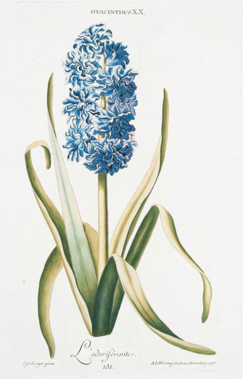 Georg Dionysius Ehret, Hyacinths from “Hortvs, nitidissimis omnem per annvm svperbiens floribvs”, 17