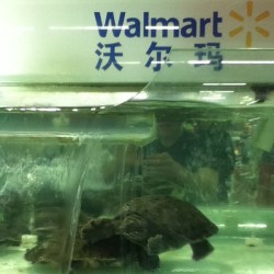 Wal-Mart sells turtles that you can eat.