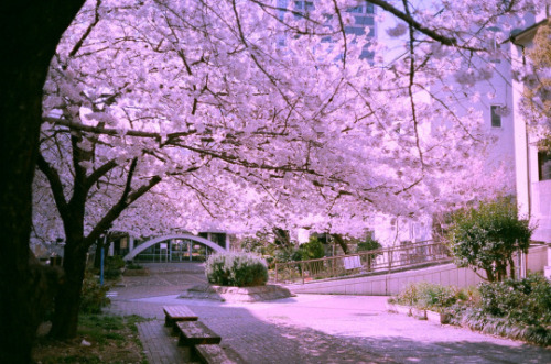 fuckyeahjapanandkorea:   	sakura tree von yasu(comme ci, comme ca.)    	