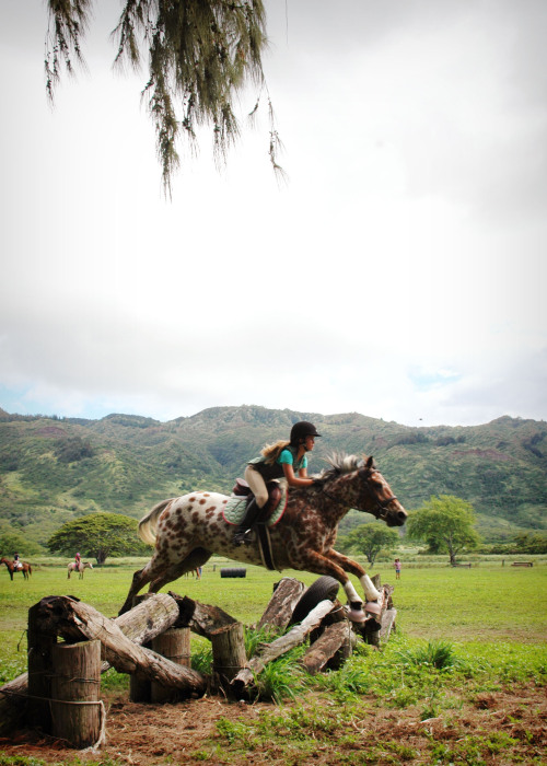 Pono, the cutest spotted pony on the planet