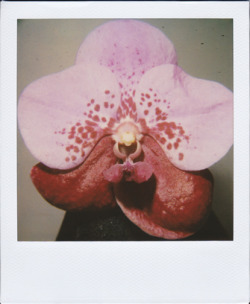 20aliens:  Nobuyoshi Araki   historical orchids