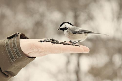 loloalaasl:  سُورة الزلزلہ ؟ - نصف القرآن . سُورة الكافرون ؟ - رُبع القرآن . سُورة الإخلاص ؟ - ثلث القرآن . لا حول ولا قُوة إلا باللہ ؟ - كنزٌ في الجنہ