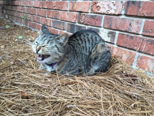 peanut-the-avenger: progression of a yawn..