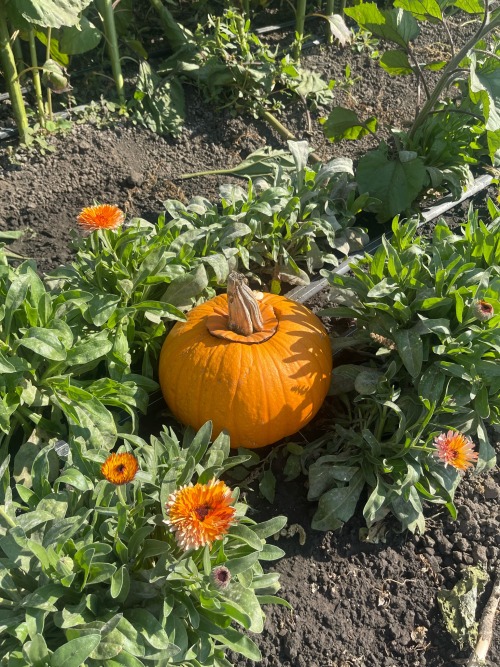 Some Pictures From Last October !