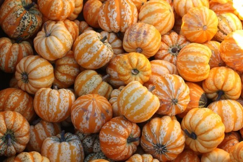 llovinghome: Mini Pumpkins