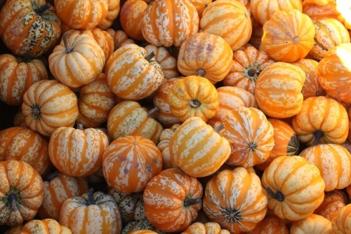 llovinghome:Mini Pumpkins