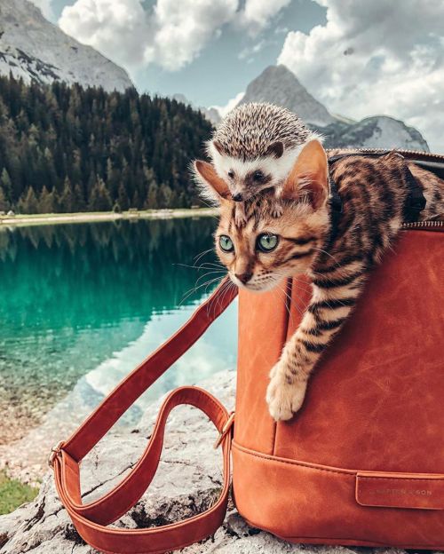 crossconnectmag:  The World’s Cutest Adventurers porn pictures